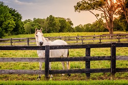 Equine Fence Building Horse